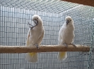 Cacatúa alba