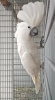 Cacatúa alba