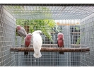 Cacatúas alba y galah