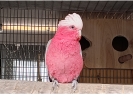 Cacatúa galah 