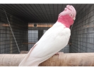 Hembra de cacatúa galah lutino