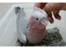 Cacatúa galah papillera