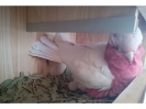 Cacatúa galah lutino en el nido