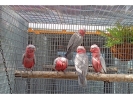 Cacatúas galah juveniles