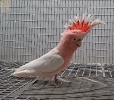 Cacatúa inca