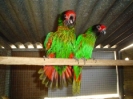 Pareja agresiva de scintillata