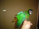Pollo de scintillata