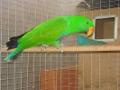 Macho de vosmaeri