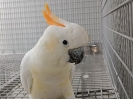 Pareja de cacatua s. citrinocristata