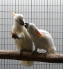 Pareja de cacatua s. citrinocristata