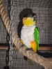 Hembra de caique