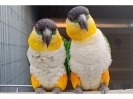 Pareja de caiques_1
