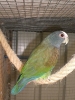 senilis