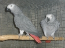 Pareja de yacos
